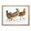 Illustration of Hens by John Edward Gray - Picture Frame Painting Print-55579830-55579832