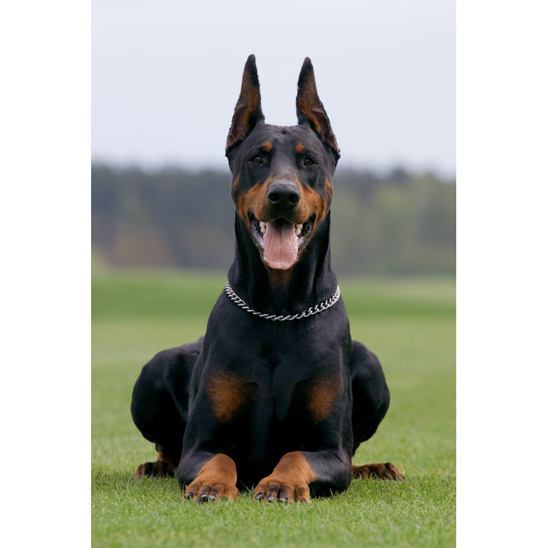Portrait de Dobermann, H 18 po x l 12 po x P 1,25 po