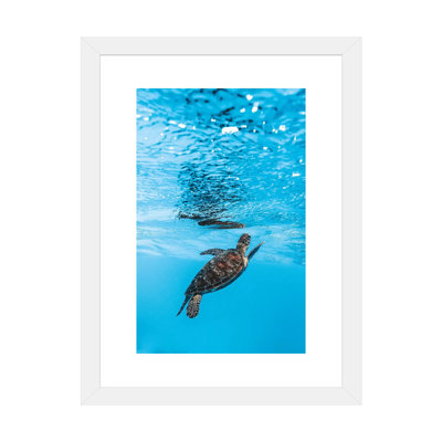 " Underwater Little Turtle " by James Vodicka