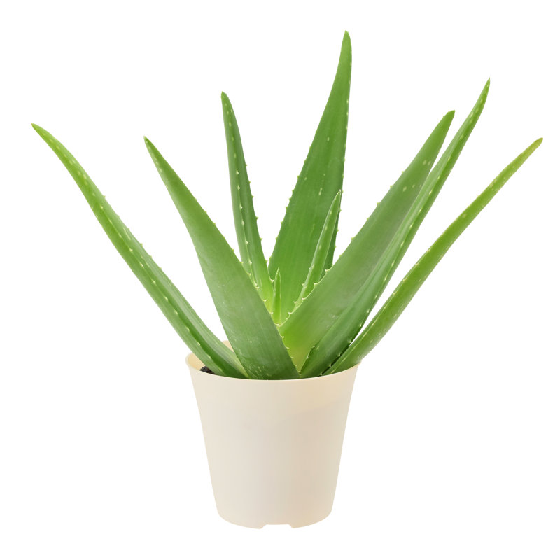 4" Azalea Plastic Pot Cover - White