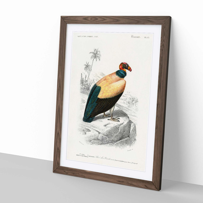 King Vulture Illustration by Charles D' Orbigny - Picture Frame Painting Print, 50cm H x 35cm W x 2cm D, Walnut