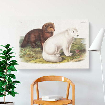 Arctic Fox by J.W. Audubon - Wrapped Canvas Painting