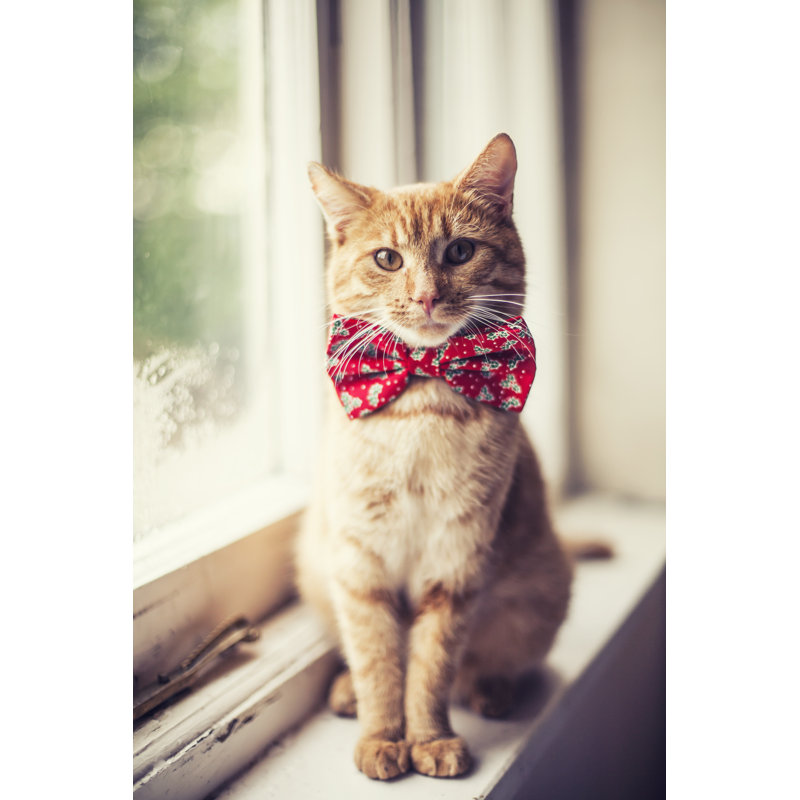 Cat Wearing Red Bow Tie by Marzena Cytacka - Wrapped Canvas Print, 45.72cm H x 30.48cm W