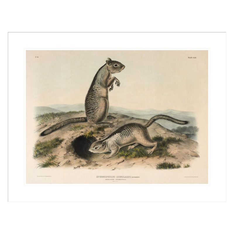 «Spermophile (Spermophillus douglassii)» par John James Audubon, 23.37" H x 29.5" W