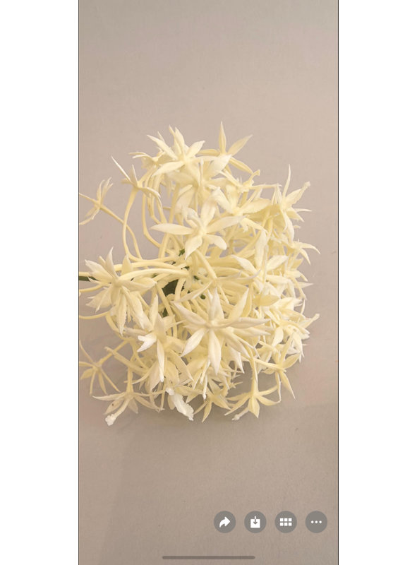 Cream Allium Spray