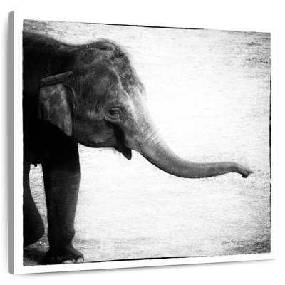 Crowle bébé éléphant monochrome