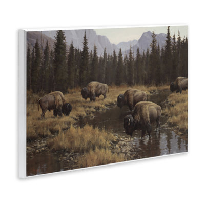 Bison sauvage broutant au ruisseau, art mural, par Paco Young