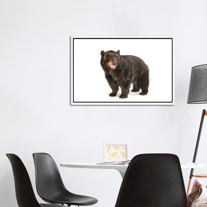 A Federally Threatened North American Black Bear At Omaha Zoo's Wildlife Safari Park by Joel Sartore - Gallery-Wrapped Canvas Giclée on Canvas