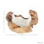 Bol en bois de teck Capiz Modern Sculptural Edge Modern