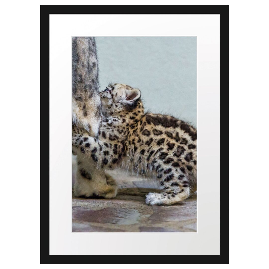 Gerahmtes Poster Kleiner Leopard beim Spielen