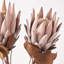 Dried Flower Bunch-119034006-119034007