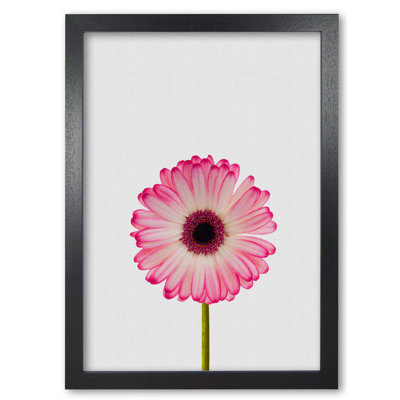 Daisy Still Life - Print
