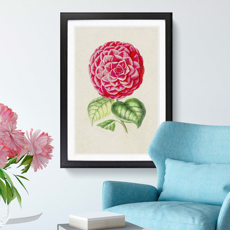 Bright Pink Camellia Flower Illustration - Picture Frame Painting Print, 48cm H x 36cm W x 2cm D, Black Framed
