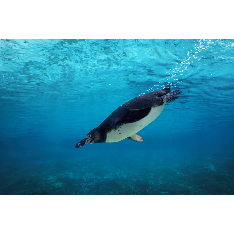 Humboldt Penguin - Wrapped Canvas Print, 30cm H x 46cm W x 3.8cm D