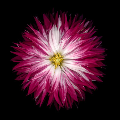 Red Dahlia by Ogphoto