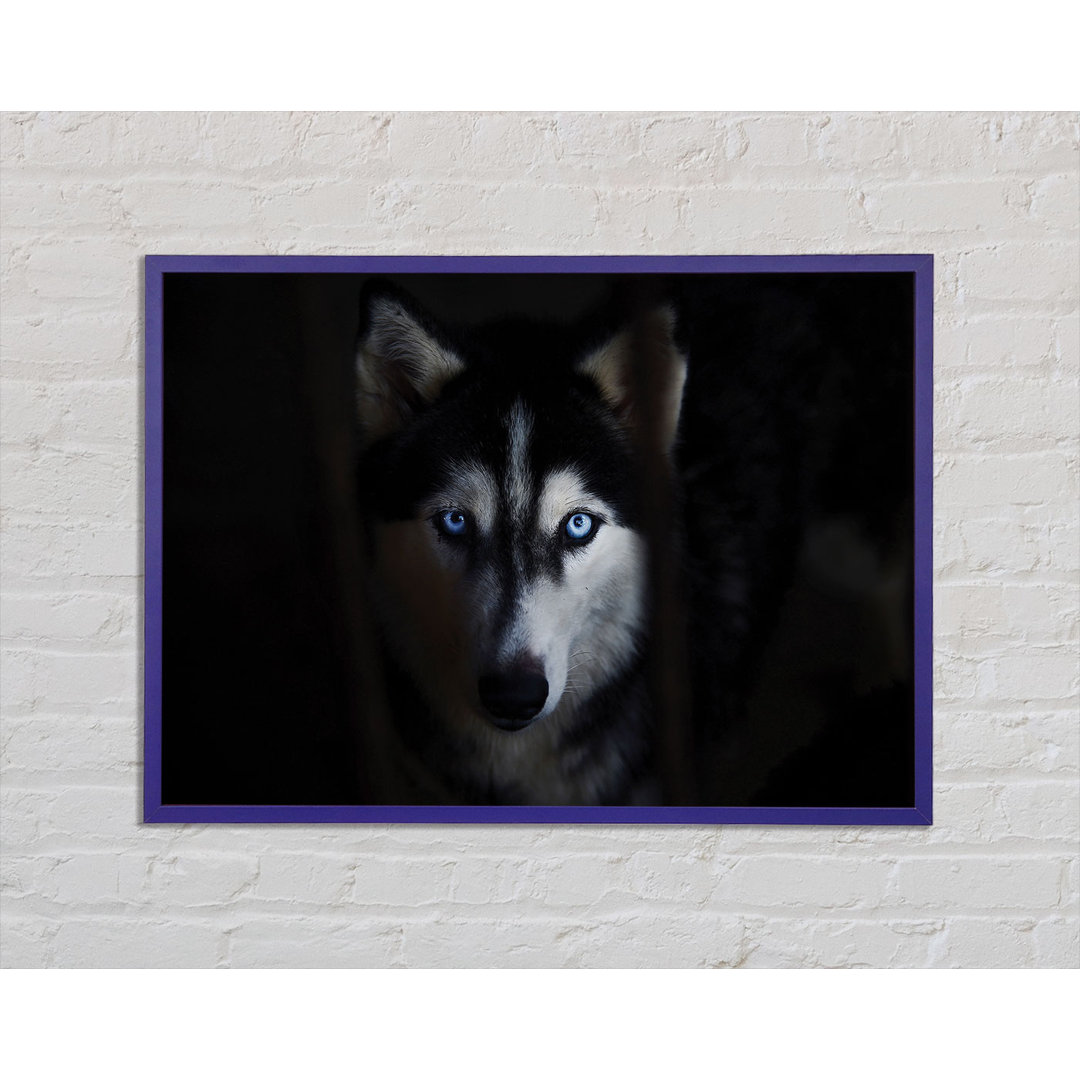 Bodalla Husky Hund Wolfsgesicht Gerahmter Druck Wandkunst