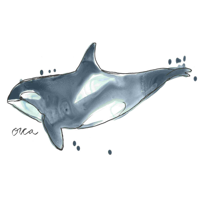 Baleine cétacée, L 12 po x H 8 po