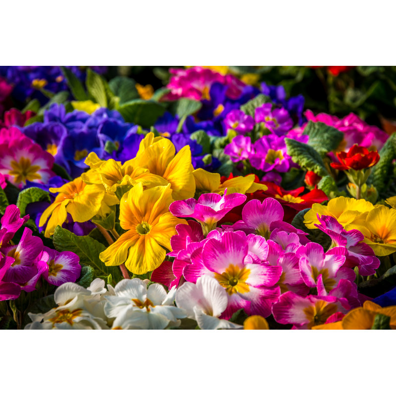 Millingport Garden Of Primula - Wrapped Canvas Print, 51cm H x 76cm W x 3.8cm D