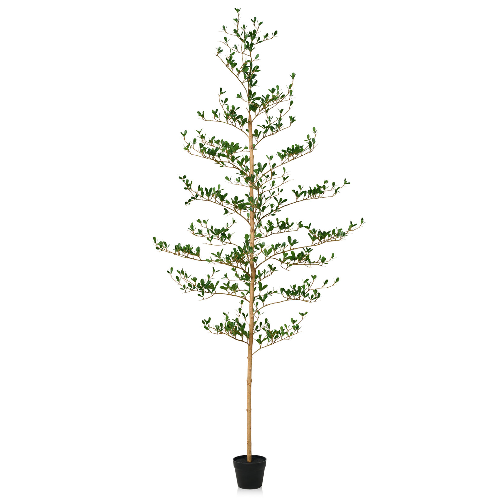 Adcock Olive Tree in Pot, 84" H x 24" W x 24" D
