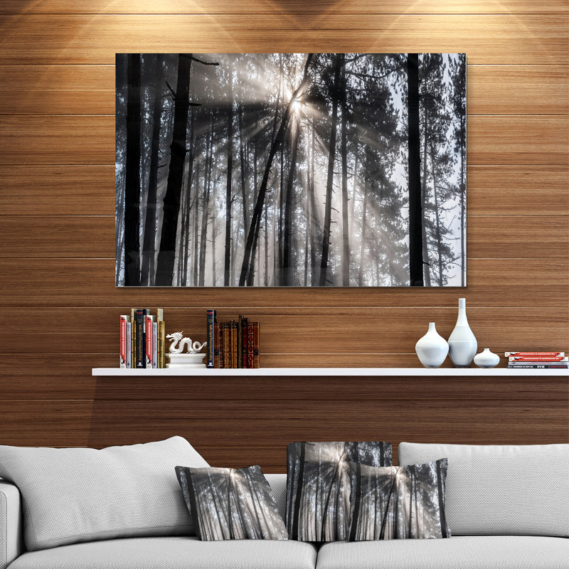 «Sunbeam Through Black White Forest», photographie, Métal métal, H 34 po x l 44 po x P 1,5 po