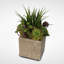 Succulent Plant in Pot