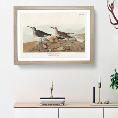Red-Backed Sandpiper by John James Audubon - Picture Frame Painting Print