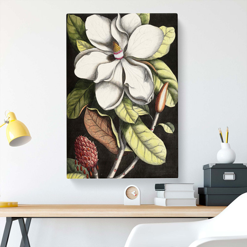 A Laurel Magnolia Tree by Mark Catesby - Wrapped Canvas Print, 60cm H x 40cm W x 3cm D