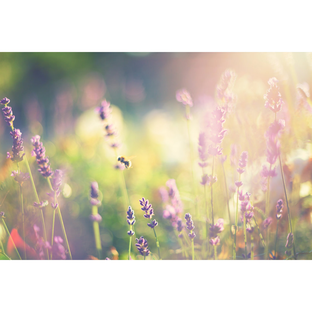 Hummel auf Lavendel von Rike_ - Drucken