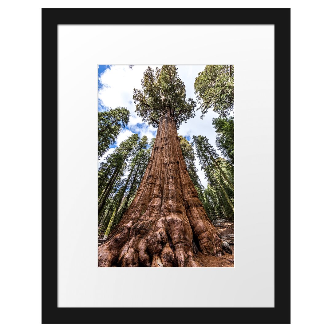 Gerahmtes Poster Baum im Regenwald