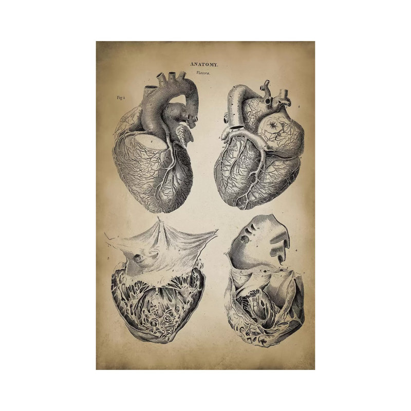 Heart Anatomy by PatentPrintStore - Wrapped Canvas Print, 66.04 cm H x 45.72 cm W x 3.175 cm D
