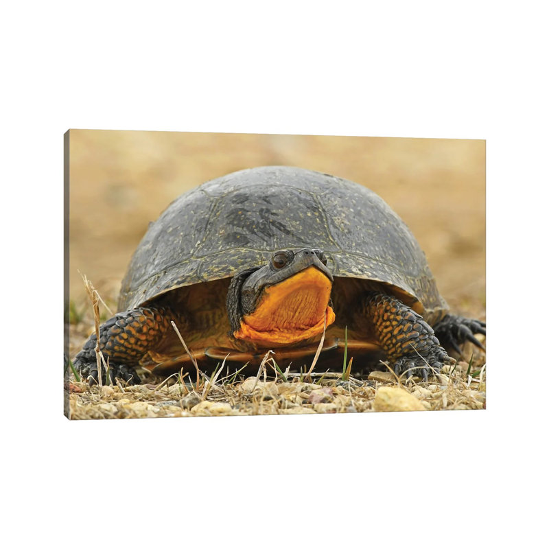 Endangered Blanding Turtle by Brian Wolf - Wrapped Canvas Print