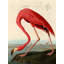 American Red Flamingo by John James Audubon - Wrapped Canvas Painting-1462760866