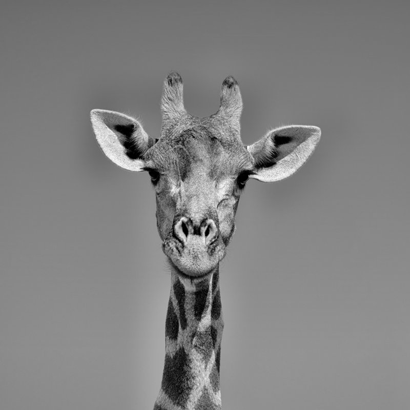 Dunreith Giraffe Portrait - Wrapped Canvas Print, 30cm H x 30cm W x 3.8cm D