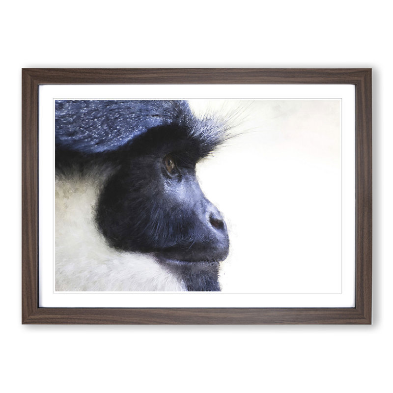 Colobus Monkey - Picture Frame Graphic Art, 27cm H x 36cm W x 2cm D, Walnut Framed
