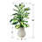 32'' Faux Hosta Plant