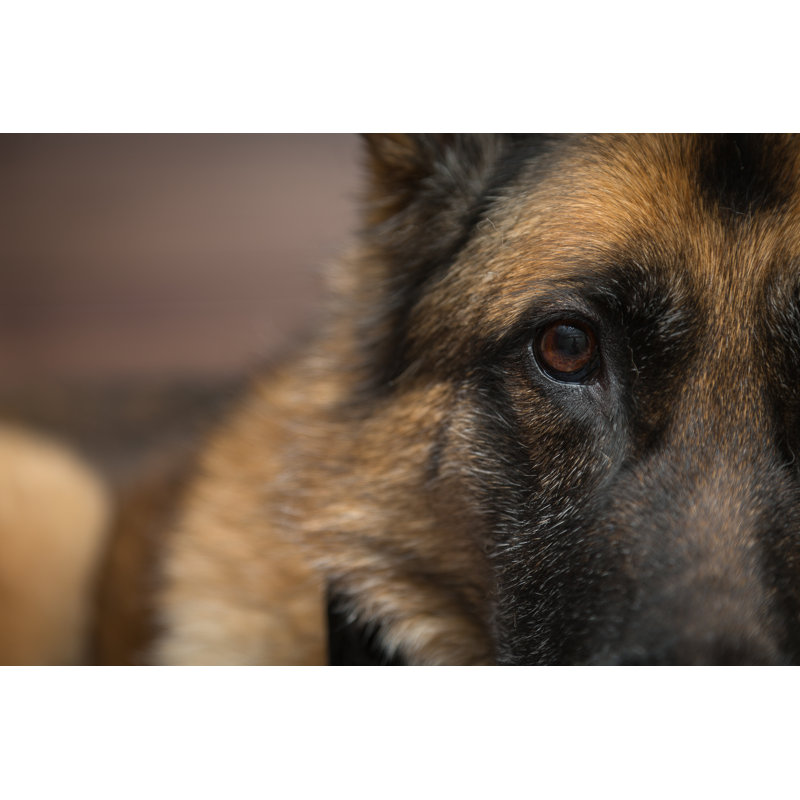 «German Shepherd Dog» par Cookiesfordevo - photographie sur toile tendue, L 12 po x H 8 po