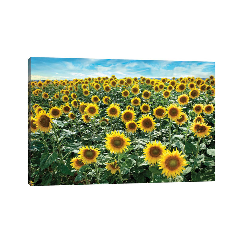 Cotona Sunflowers I by Alan Blaustein - Wrapped Canvas Print, 20.32 cm H x 30.48 cm W