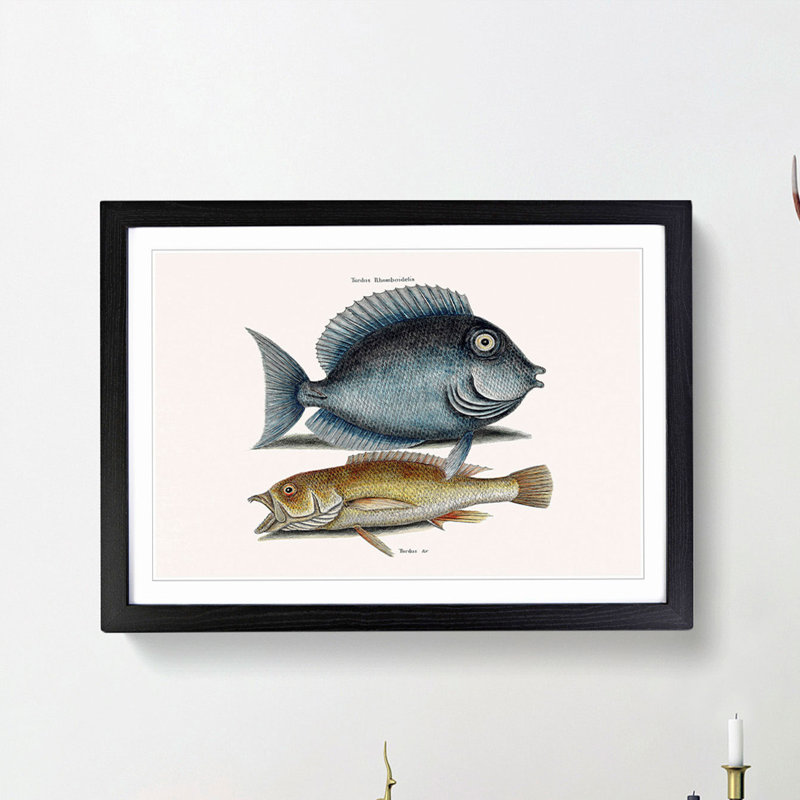 Tang Fish & Yellow Fish by Mark Catesby - Picture Frame Graphic Art Print, 27cm H x 36cm W x 2cm D, Black Framed
