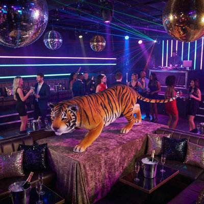 Tiger bengal