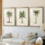 3 pièces de l'UA CH - British Palms I-1939223522-1939223523