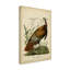 « wild turquie », reproduction d’impression sur toile tendue-33523300