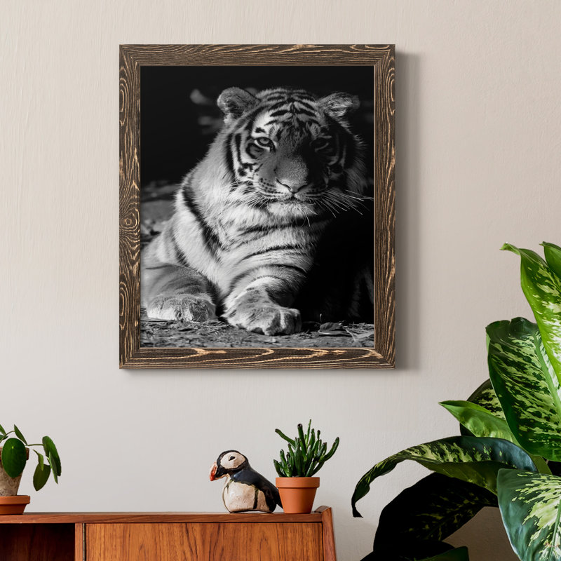 Tiger Repose - photographie avec cadre photo sur toile, H 20 po x l 17 po x P 1,5 po, Encadré de bois de noyer