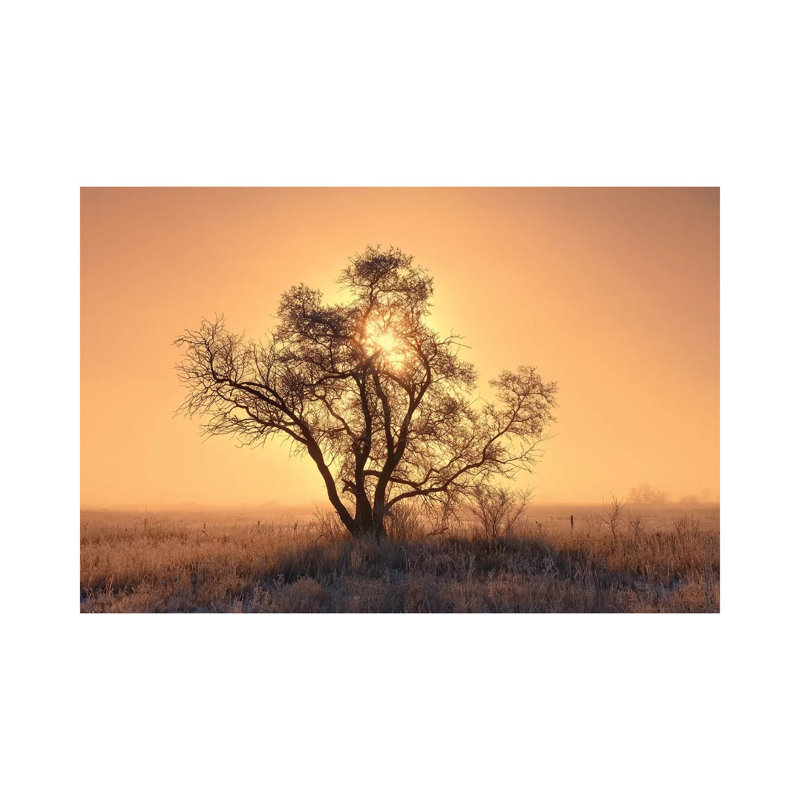 Canada, Saskatchewan. Hoarfrost On Tree At Sunrise. by Jaynes Gallery - Wrapped Canvas Gallery-Wrapped Canvas Giclée