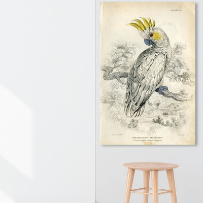 Soufre cacatoès - peinture sur toile tendue