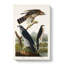 Goshawks & Stanley Hawk by John Audubon - Wrapped Canvas-55312228