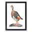 A Partridge by Johan Teyler - Framed Print-55450959-55450961