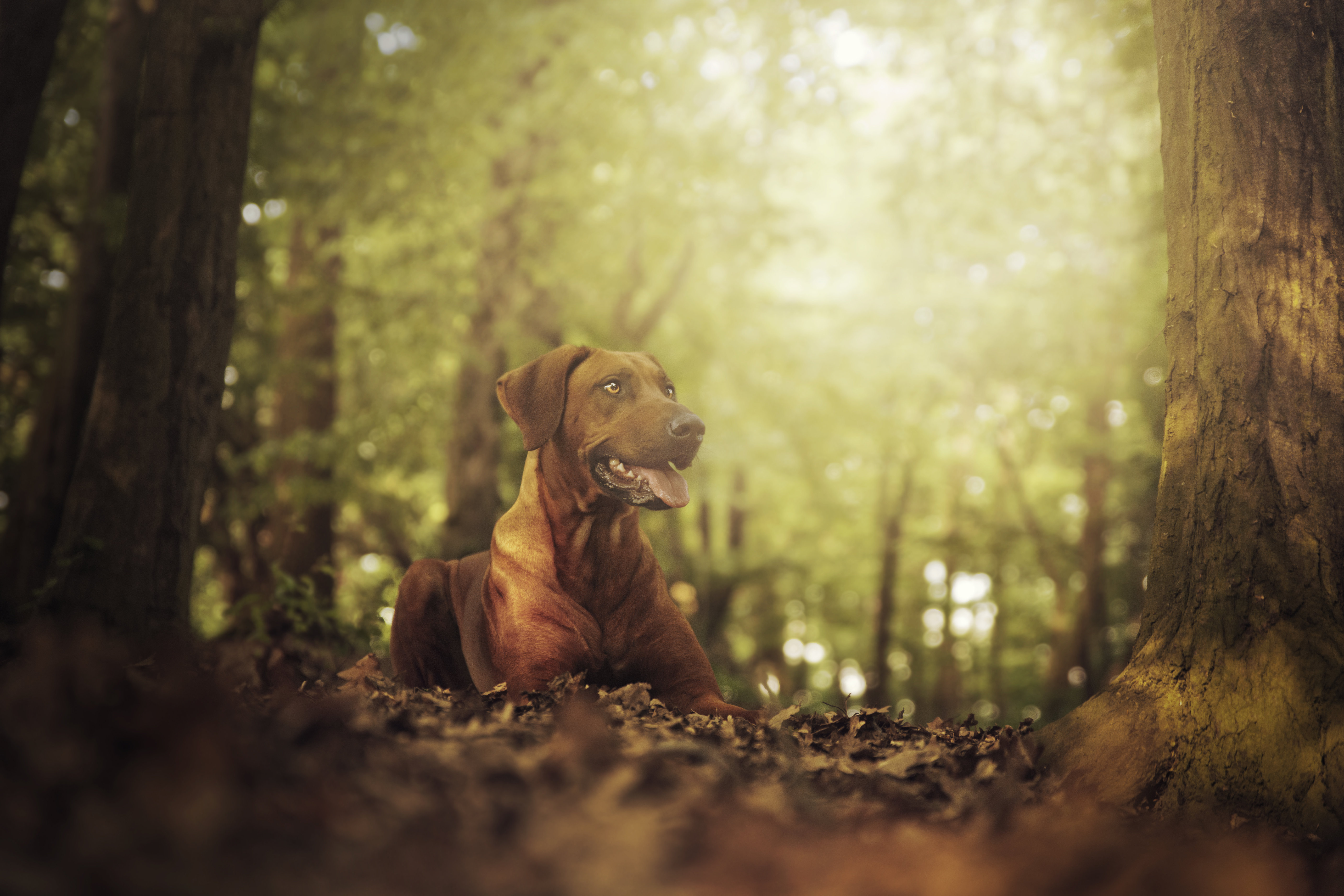 Rhodesian Ridgeback Sunset Ebern Designs Beautiful Young Rhodesian Ridgeback Dog Lying in Sunset ...