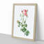 Pink Rosebush in Bloom by Pierre-Joseph Redoute - Picture Frame Painting Print-55583850-55583851
