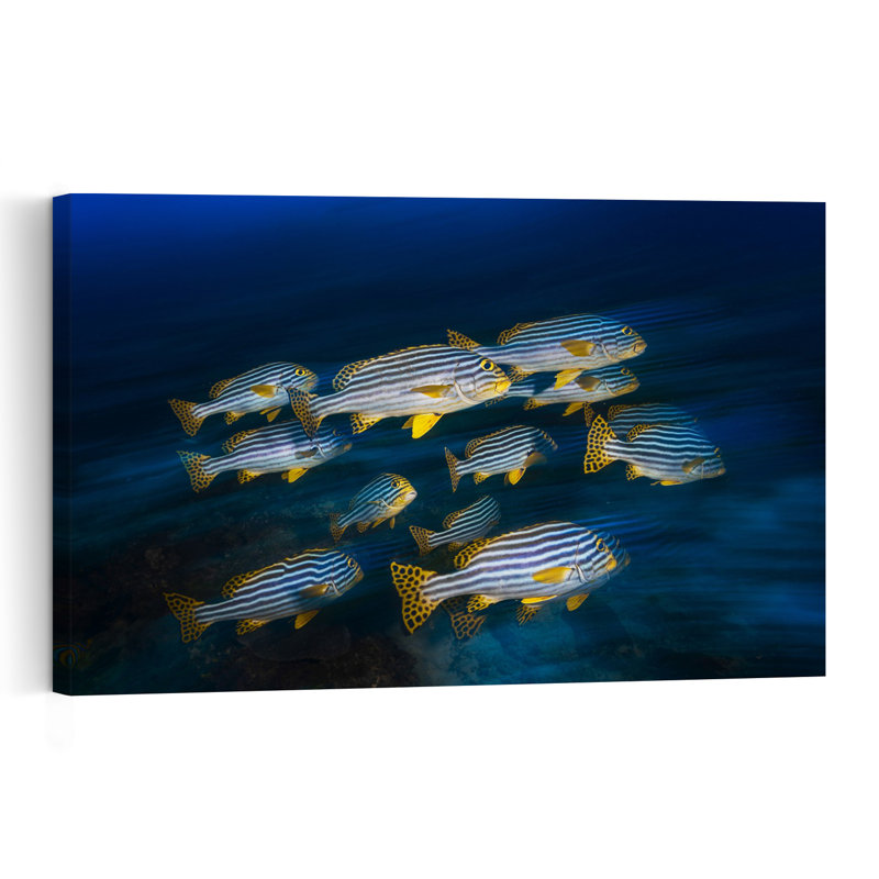 School Of Striped Fish Contemporary Fish Nature Ocean Wall Art Print, 40.64cm H x 60.96cm W