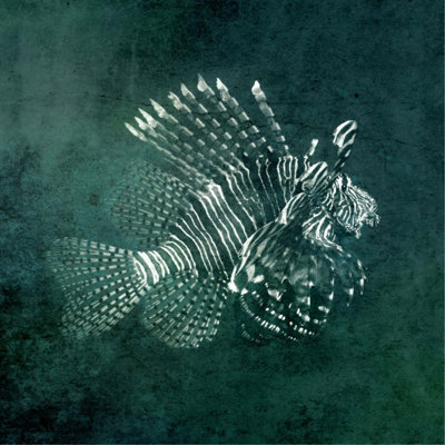 Marine Collection I Print